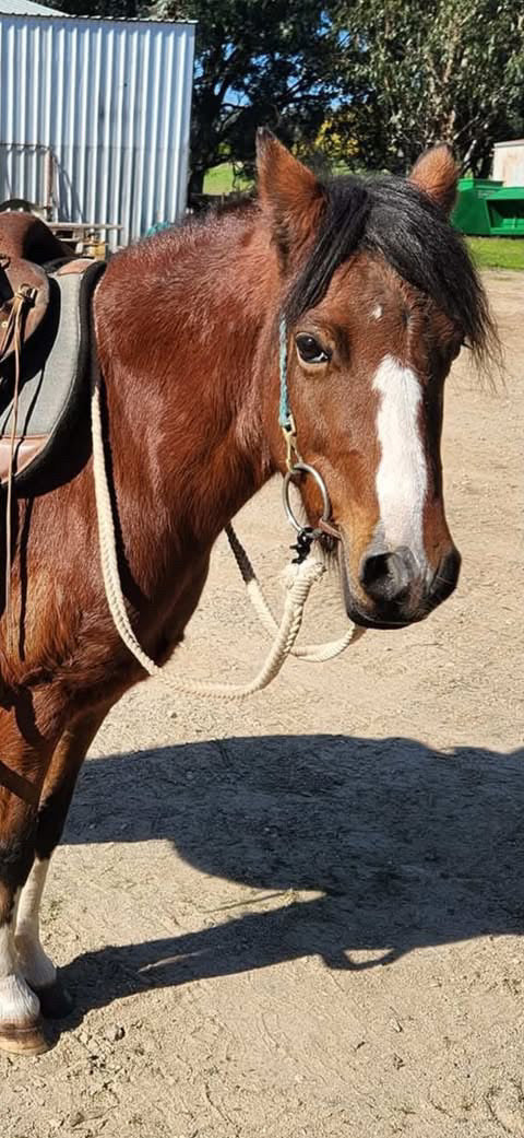Cotton Reins - Joined