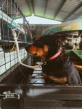 Dog Ute Ties