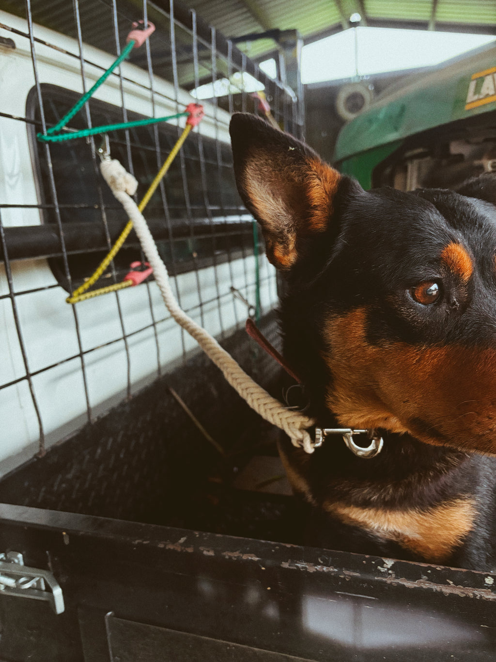Dog Ute Ties