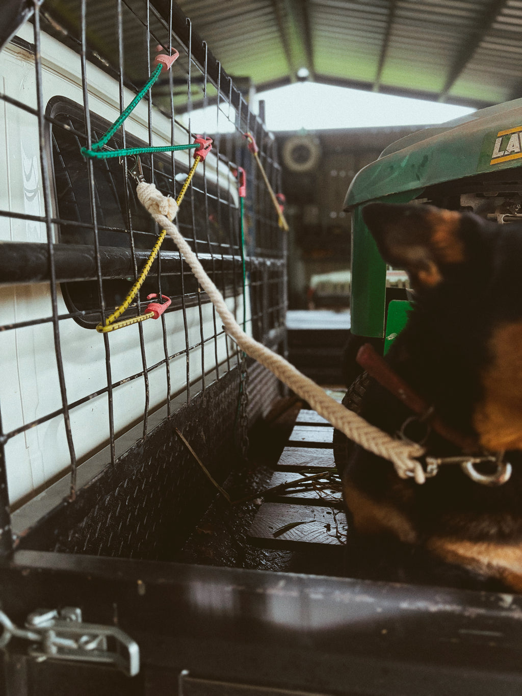 Dog Ute Ties